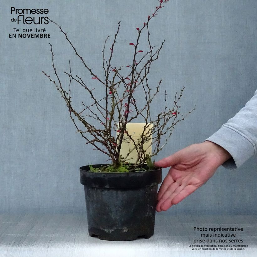 Exemplar von Berberis thunbergii Dart's Red Lady Topf mit 2L/3L wie im Herbst geliefert