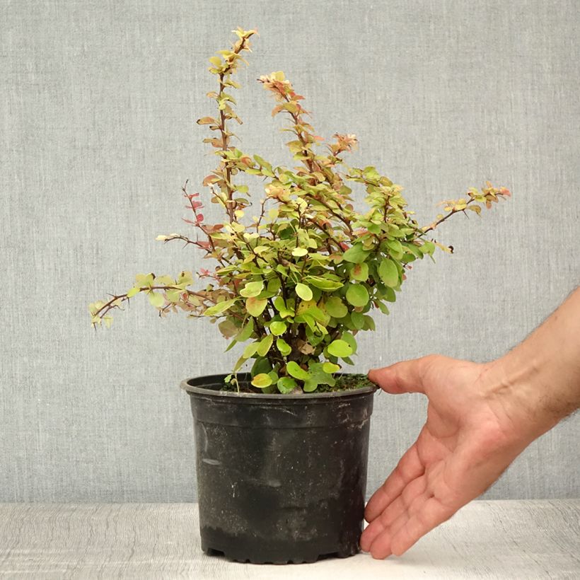 Exemplar von Berberis thunbergii Topf mit 2L/3L wie im Sommer geliefert
