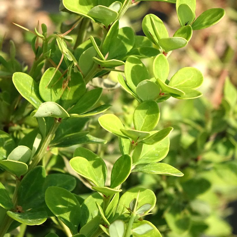 Berberis thunbergii Erecta (Foliage)