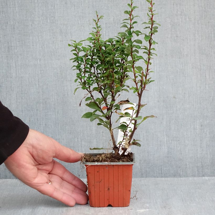 Exemplar von Berberis thunbergii Erecta Kleine Töpfe von 8/9 cm wie im Herbst geliefert