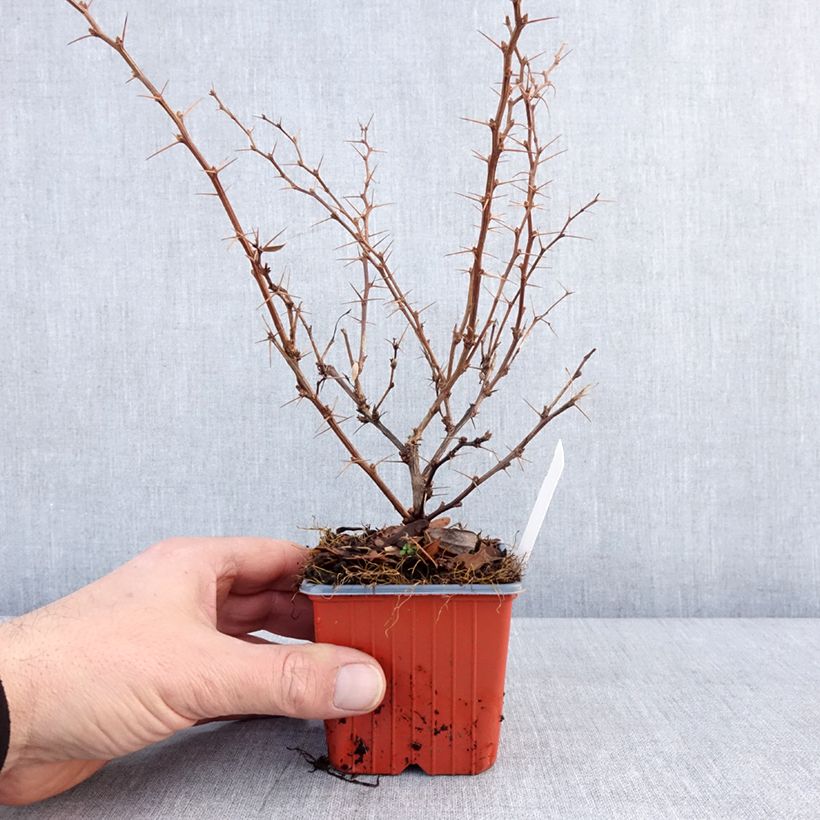 Exemplar von Berberis thunbergii Erecta - Epine-vinette Godet de 8/9 cm wie im Winter geliefert