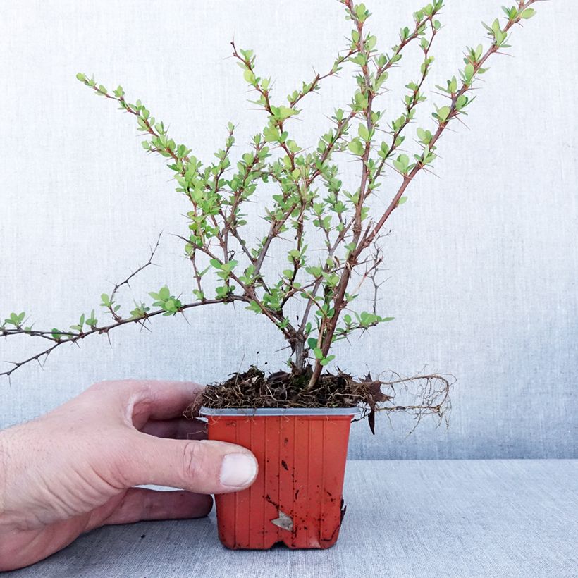 Example of Berberis thunbergii Erecta Kleine Töpfe von 8/9 cm as you get in printemps