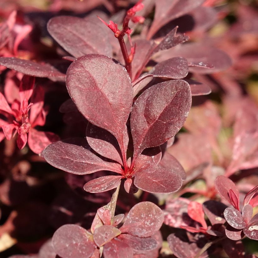 Berberis thunbergii Flamingo (Laub)