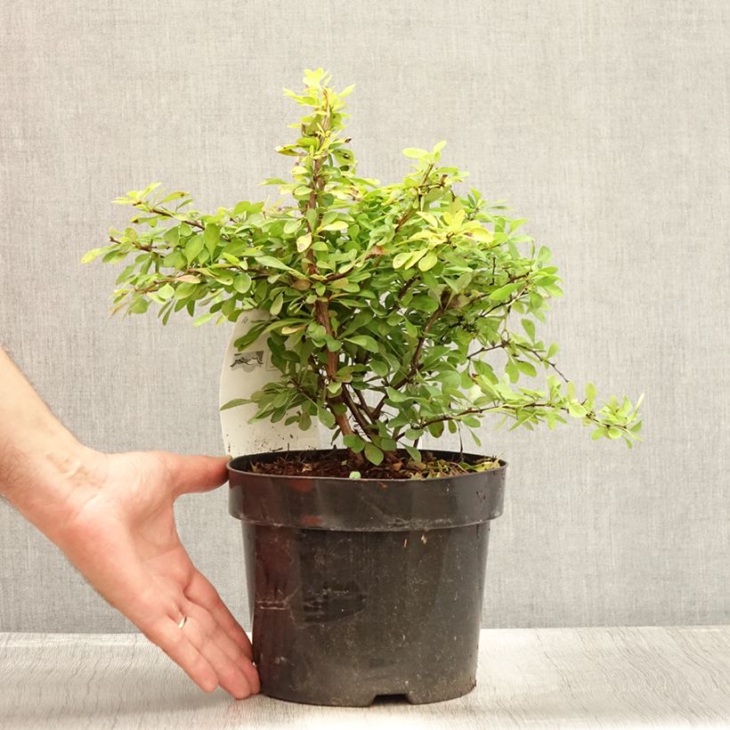 Exemplar von Berberis thunbergii Golden Carpet Topf mit 3L/4L wie im Sommer geliefert