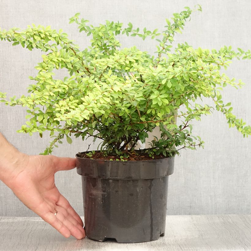 Exemplar von Berberis thunbergii Golden Dream Topf mit 2L/3L wie im Sommer geliefert