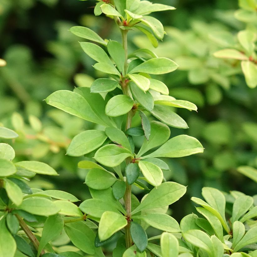 Berberis thunbergii Golden Dream (Foliage)