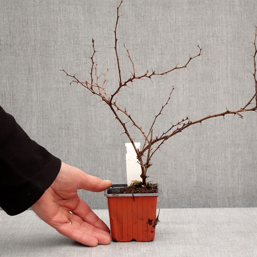 Example of Berberis thunbergii Golden Ring Kleine Töpfe von 8/9 cm as you get in hiver