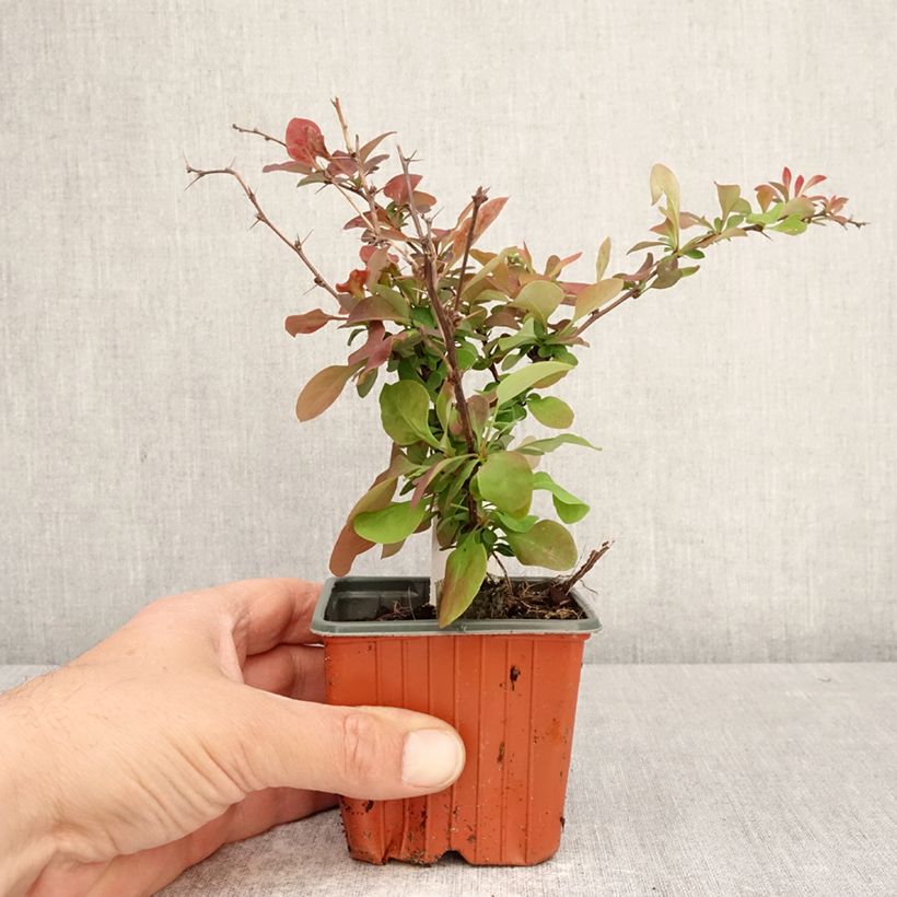 Exemplar von Berberis thunbergii Golden Ring Kleine Töpfe von 8/9 cm wie im Frühjahr geliefert