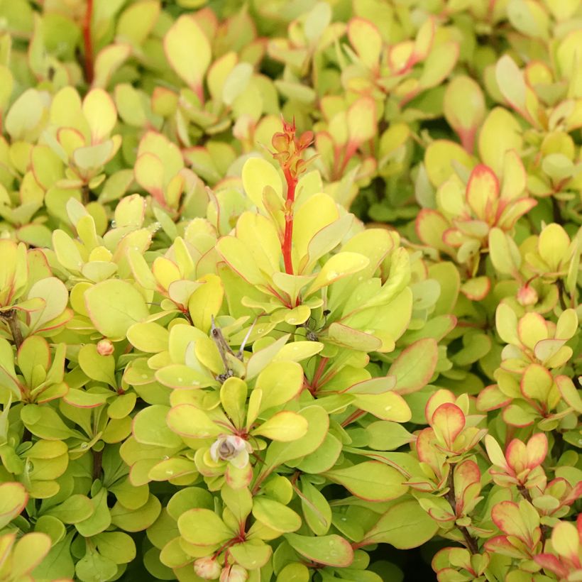 Berberis thunbergii Golden Torch (Laub)