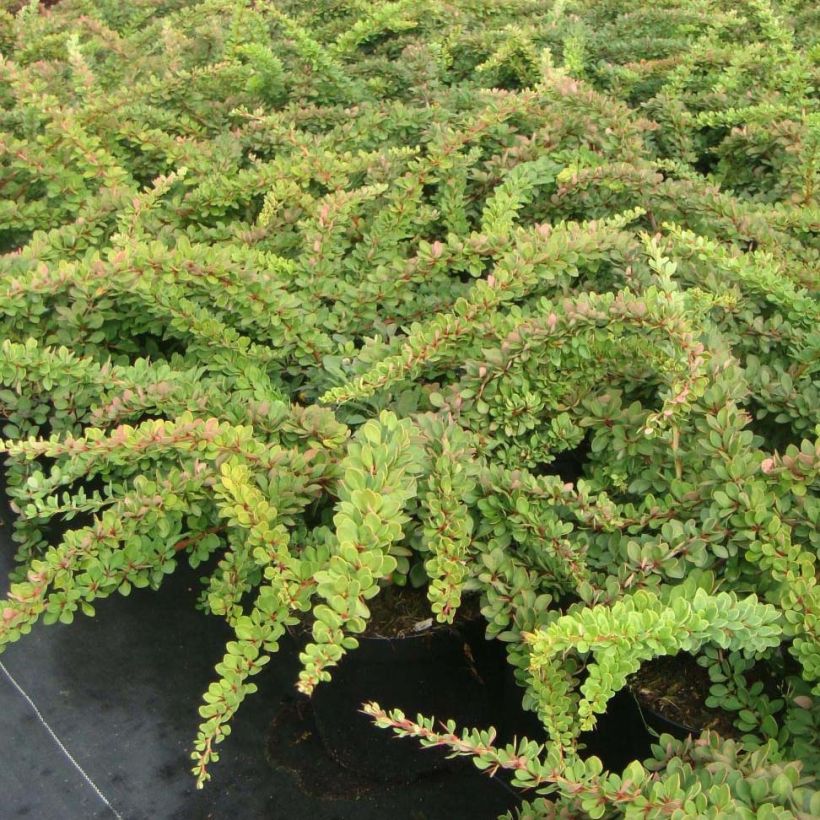 Berberis thunbergii Green Carpet (Wuchs)