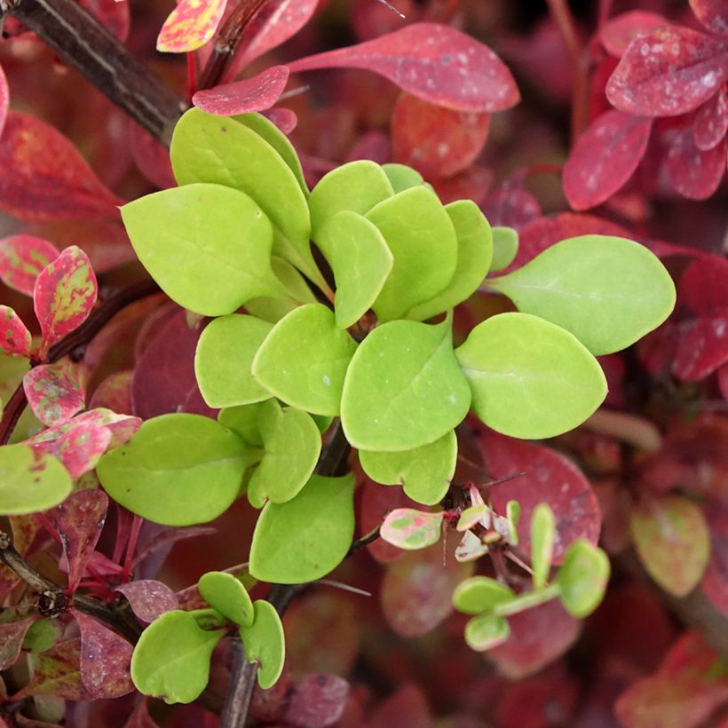 Berberis thunbergii Kelleriis (Laub)