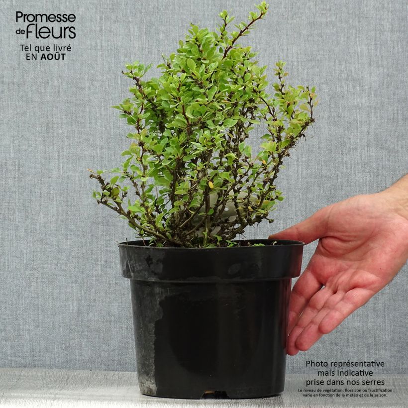Exemplar von Berberis thunbergii Kobold Topf mit 2L/3L wie im Sommer geliefert