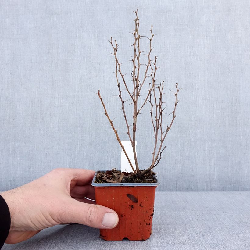 Exemplar von Berberis thunbergii Maria - Épine-vinette Godet de 8/9 cm wie im Winter geliefert