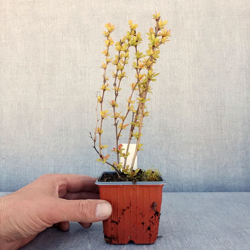 Example of Berberis thunbergii Maria Kleine Töpfe von 8/9 cm as you get in printemps