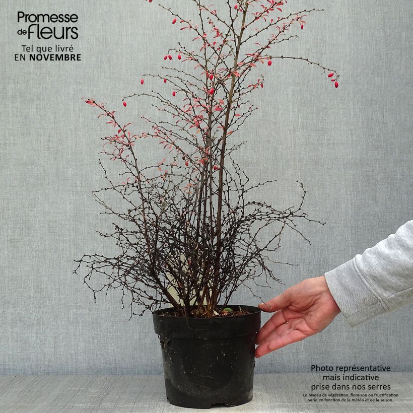 Exemplar von Berberis thunbergii Orange Dream Topf mit 2L/3L wie im Herbst geliefert