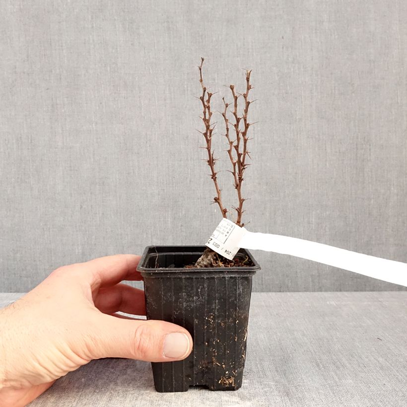 Example of Berberis thunbergii Orange Torch Kleine Töpfe von 8/9 cm as you get in hiver