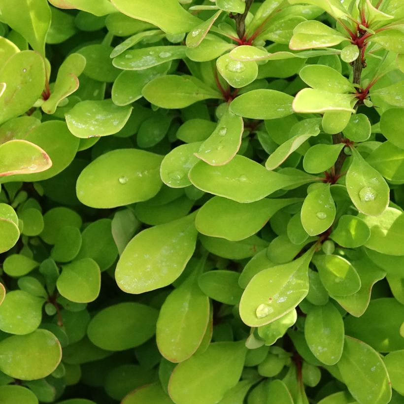 Berberis thunbergii Powwow (Foliage)