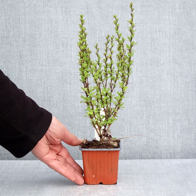 Example of Berberis thunbergii Powwow Kleine Töpfe von 8/9 cm as you get in printemps