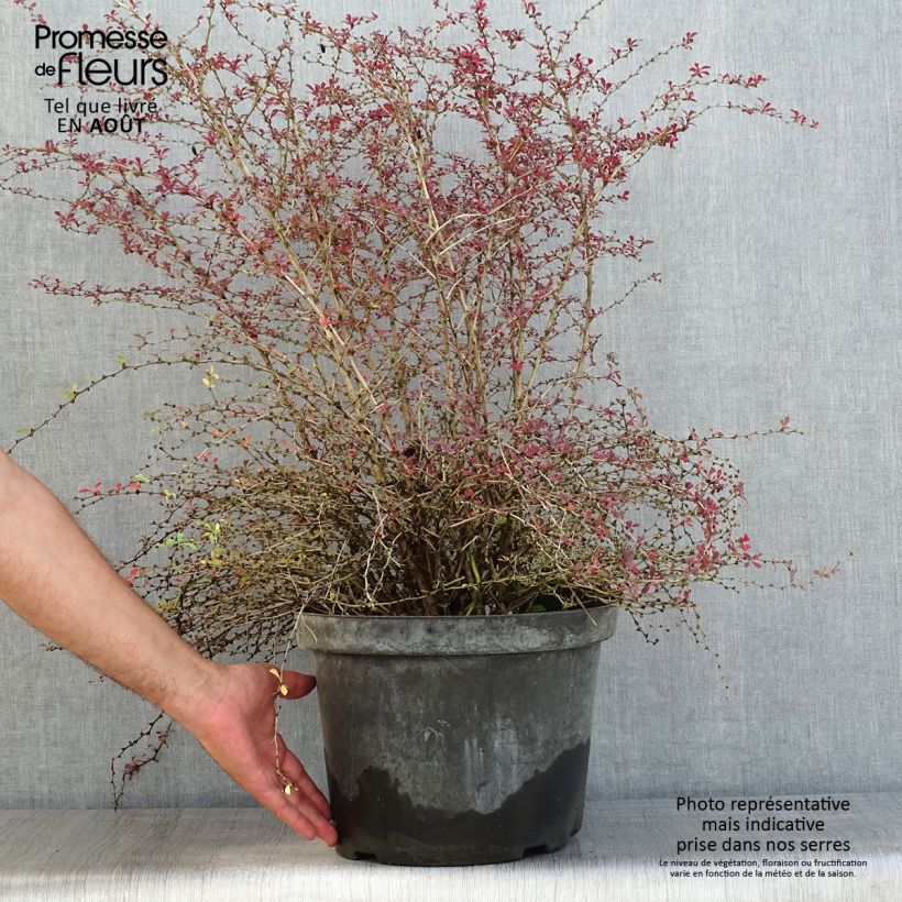 Exemplar von Berberis thunbergii Red Dream Topf mit 7,5L/10L wie im Sommer geliefert
