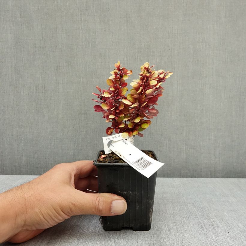 Exemplar von Berberis thunbergii Red Torch Kleine Töpfe von 8/9 cm wie im Sommer geliefert