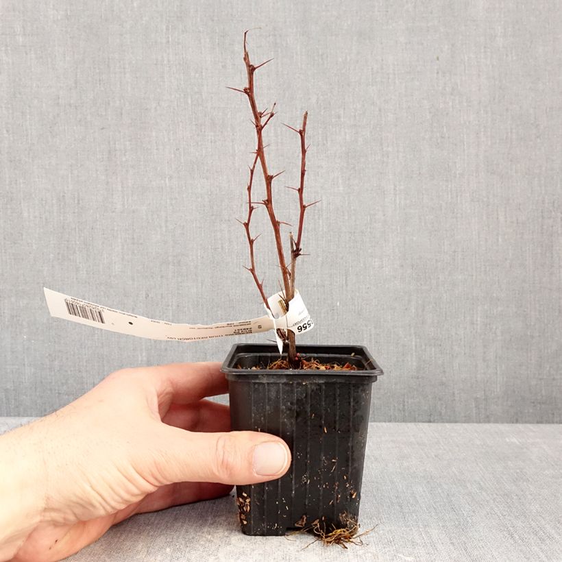 Exemplar von Berberis thunbergii Red Torch - Epine-vinette Kleine Töpfe von 8/9 cm wie im Winter geliefert