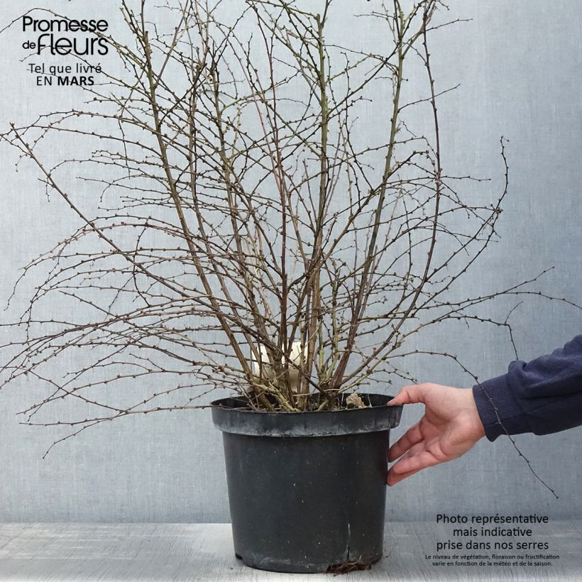 Example of Berberis thunbergii Rosy Glow Topf mit 7,5L/10L as you get in printemps