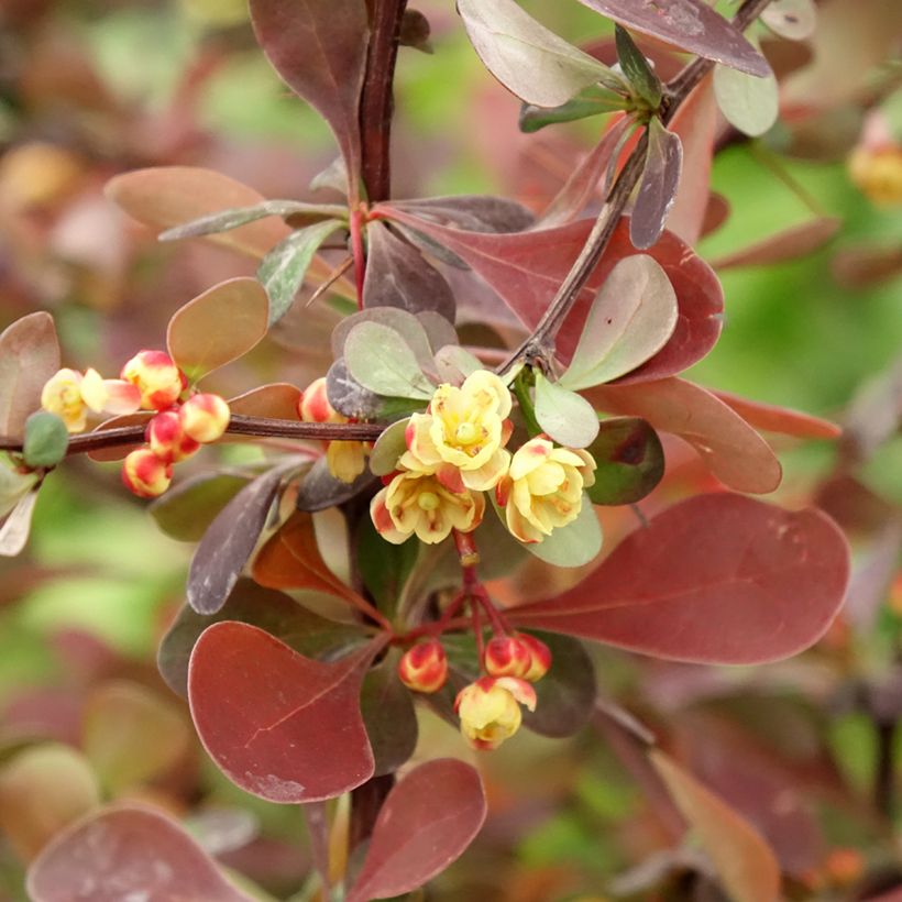 Berberis thunbergii Rosy Glow (Flowering)