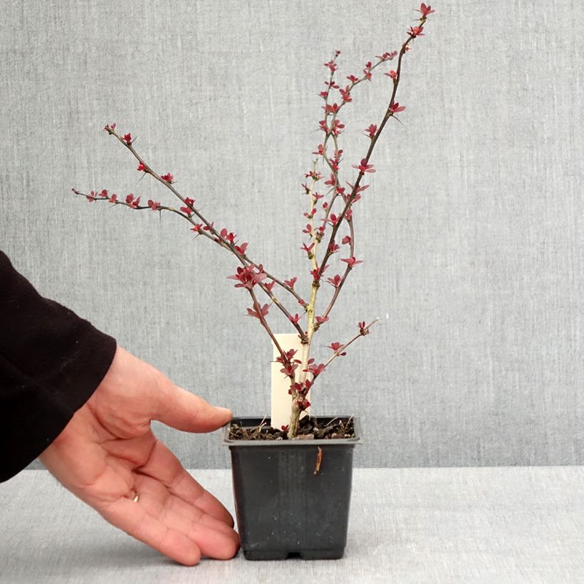 Example of Berberis thunbergii Rosy Glow Kleine Töpfe von 8/9 cm as you get in printemps