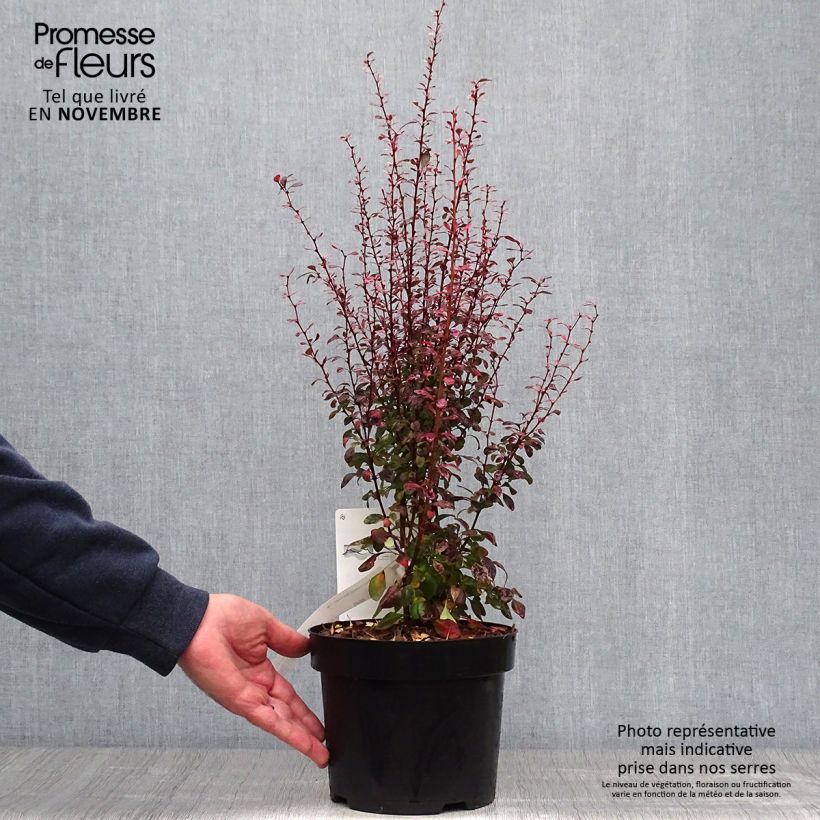 Exemplar von Berberis thunbergii Rosy Rocket Topf mit 2L/3L wie im Herbst geliefert