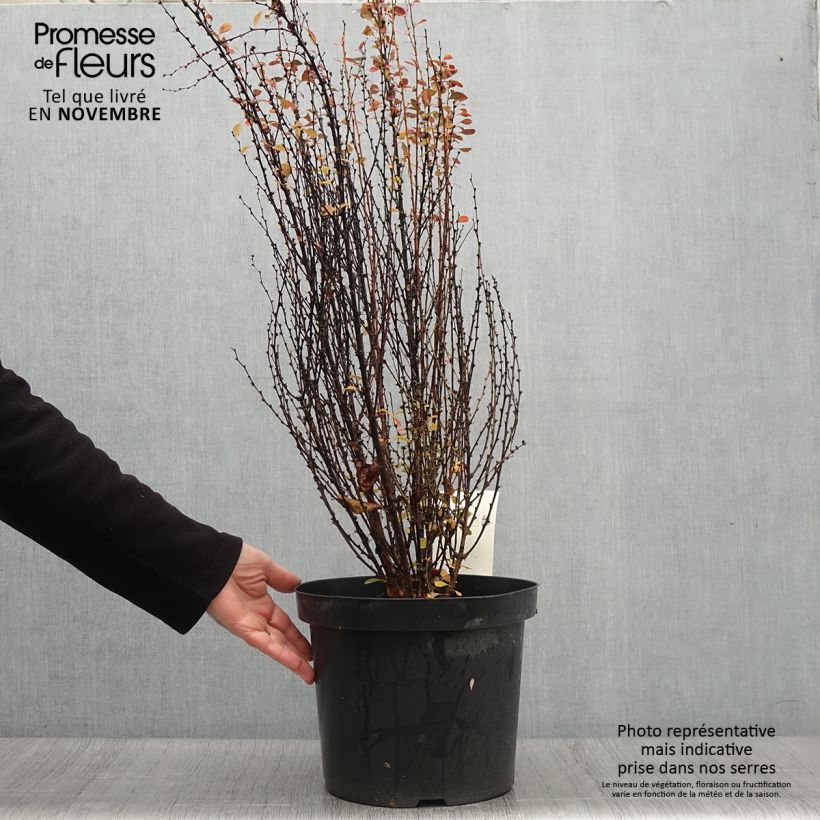 Exemplar von Berberis thunbergii Rosy Rocket Topf mit 7,5L/10L wie im Herbst geliefert