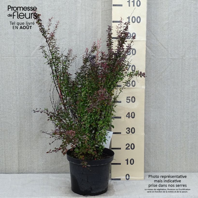 Exemplar von Berberis thunbergii Rosy Rocket Topf mit 7,5L/10L wie im Sommer geliefert