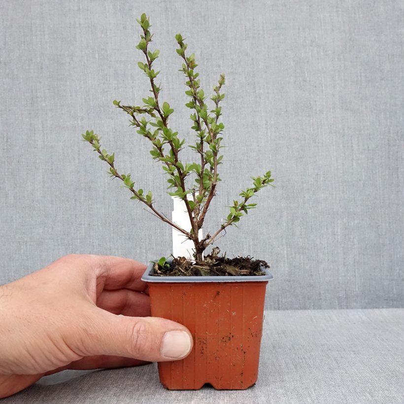 Exemplar von Berberis thunbergii Silver Beauty Kleine Töpfe von 8/9 cm wie im Frühjahr geliefert