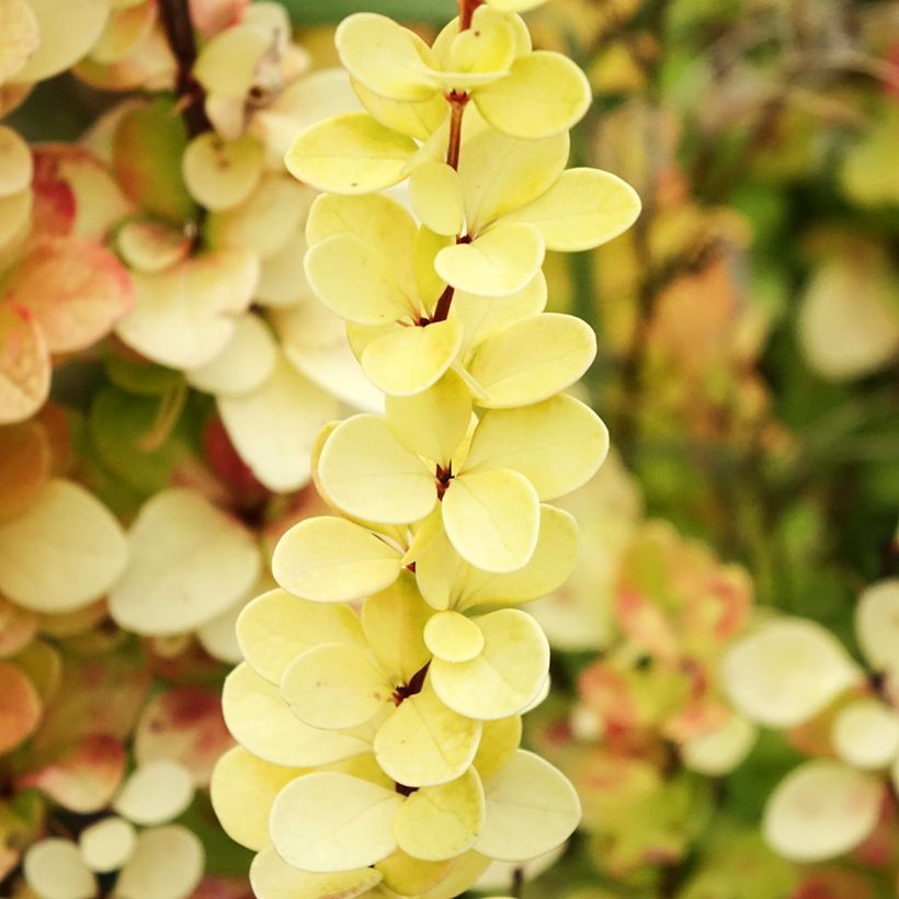 Berberis thunbergii Yellow Tower (Laub)