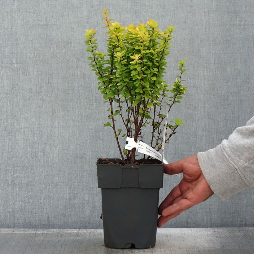 Exemplar von Berberis thunbergii Yellow Tower - Epine-vinette Pot de 2L/3L wie im Herbst geliefert