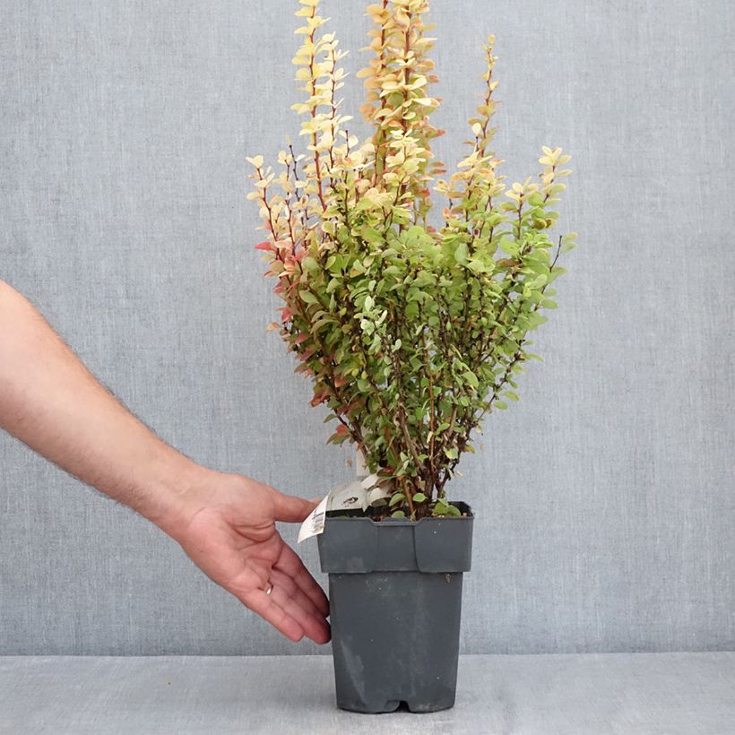 Exemplar von Berberis thunbergii Yellow Tower Topf mit 2L/3L wie im Sommer geliefert