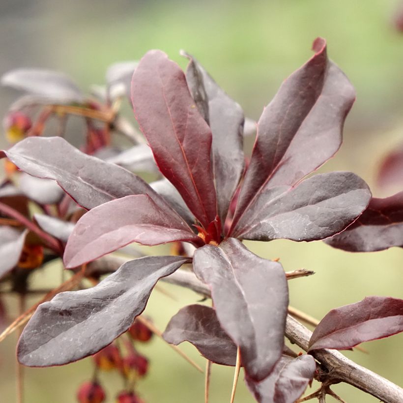 Berberis thunbergii Thunderbolt (Laub)