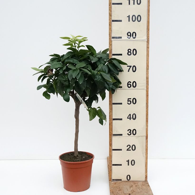 Example of Bergamotte - Citrus bergamia Topf mit 4L/5L, 1/4 Stängel as you get in hiver