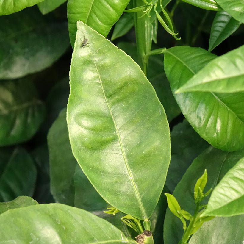 Bergamotte - Citrus bergamia (Foliage)