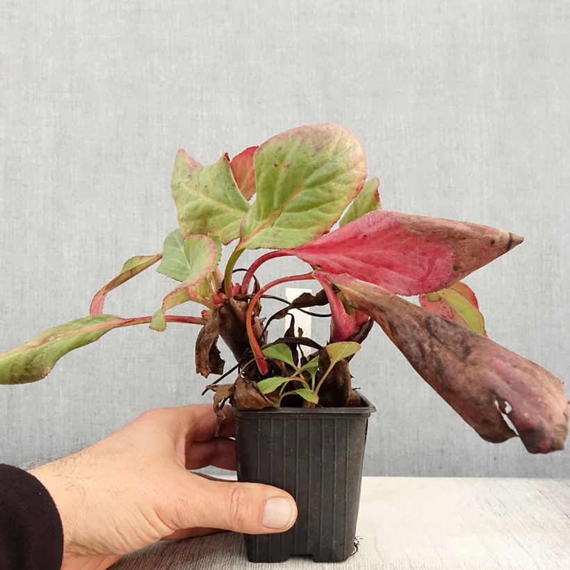 Exemplar von Bergenia Bressingham White - Bergenie Kleine Töpfe von 8/9 cm wie im Herbst geliefert