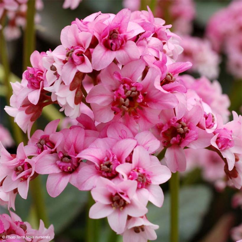 Bergenia cordifolia Dragonfly Sakura - Bergenie (Flowering)