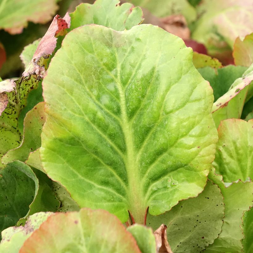 Bergenia Eden's Magic Giant - Bergenie (Foliage)