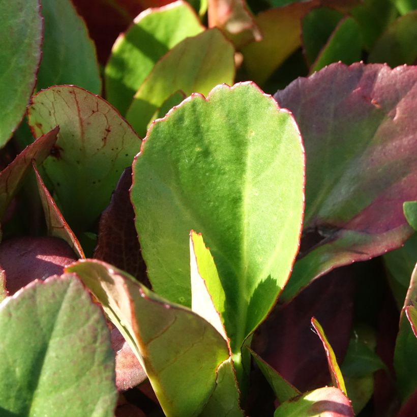 Bergenia Flirt - Bergenie (Laub)