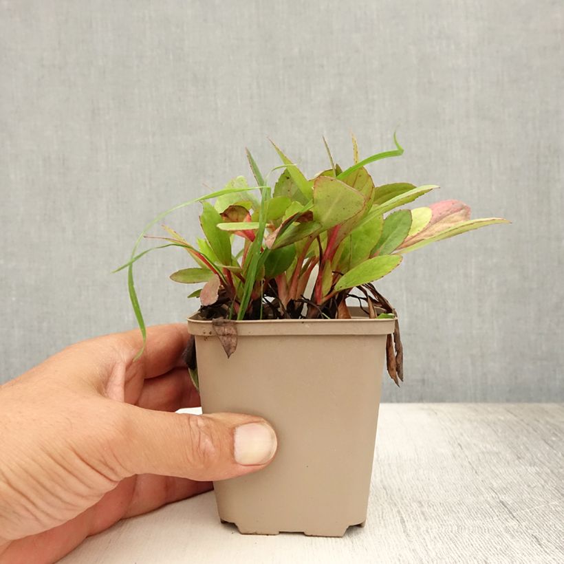 Exemplar von Bergenia Flirt - Bergenie Kleine Töpfe von 8/9 cm wie im Sommer geliefert