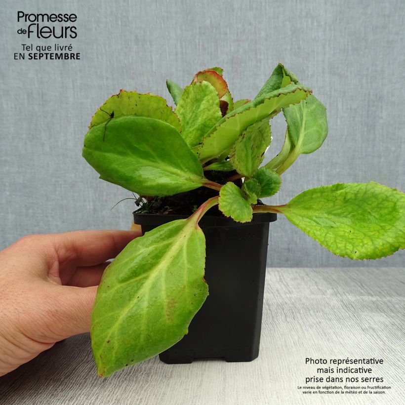 Exemplar von Bergenia Abendglut - Bergenie Kleine Töpfe von 8/9 cm wie im Sommer geliefert