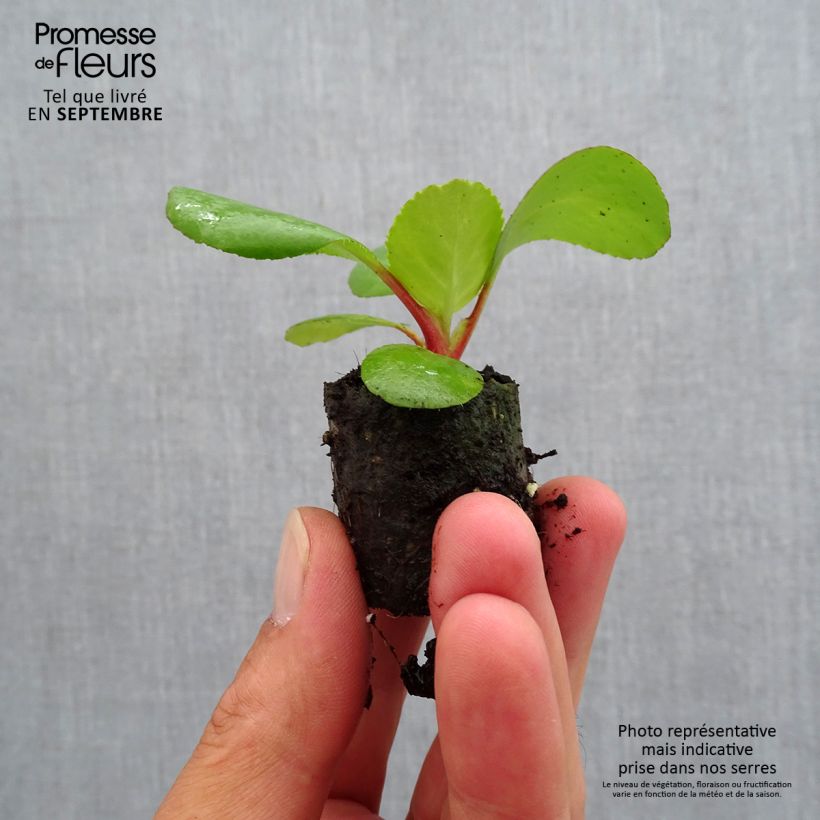 Example of Bergenia Harzkristall - Bergenie Mini-Plug Ø 3/4 cm as you get in automne