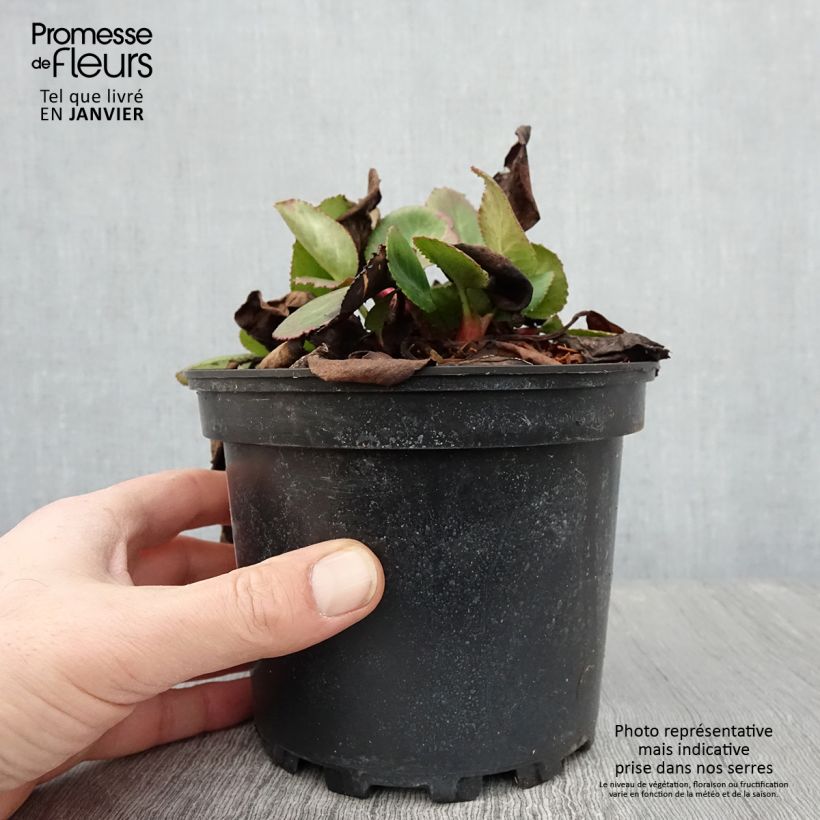 Exemplar von Bergenia hybride Harzkristall Pot de 2L/3L wie im Winter geliefert