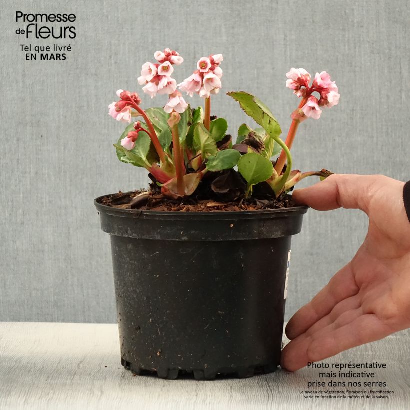 Example of Bergenia Harzkristall - Bergenie Topf mit 2L/3L as you get in printemps