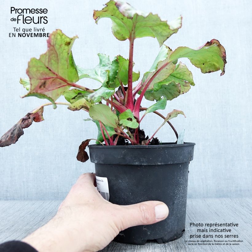 Exemplar von Bergenia Morgenrote - Plante des savetiers Pot de 2L/3L wie im Herbst geliefert