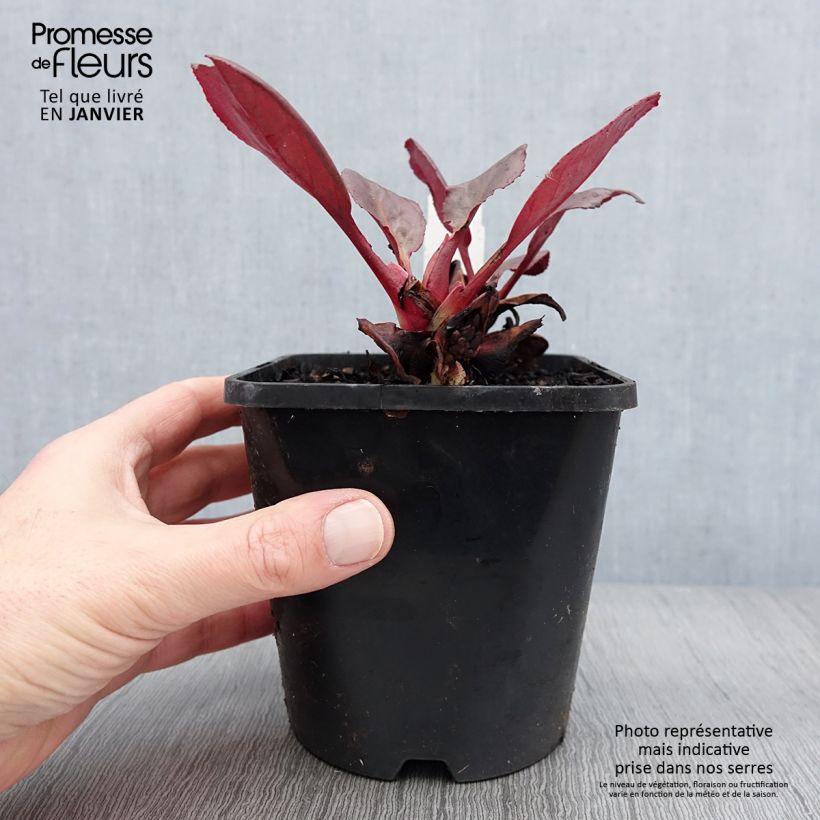 Exemplar von Bergenia Ouvertüre Pot de 1,5L/2L wie im Winter geliefert