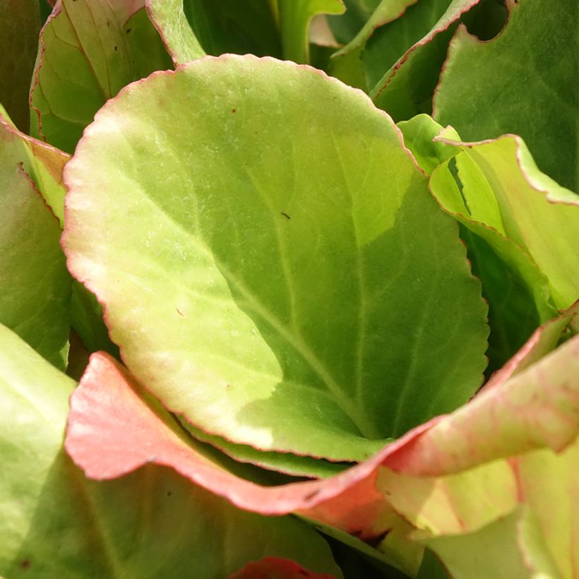 Bergenia purpurascens - Bergenie (Foliage)
